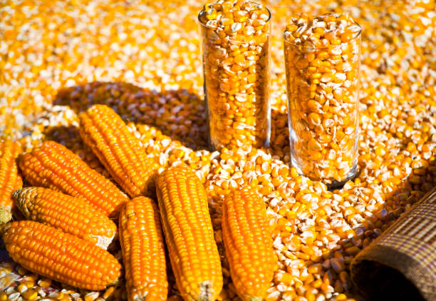 A Comprehensive Guide to Sourcing High-Quality Maize: Top 4 Maize Suppliers in Egypt in August 2025