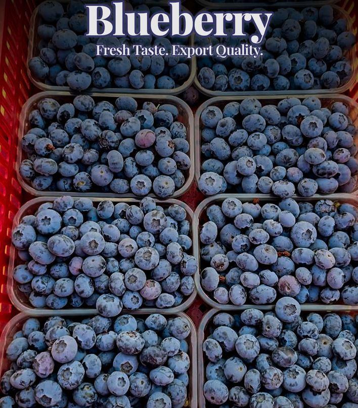 PREMIUM BLUEBERRIES FOR SALE - CLASS 1 EXPORT QUALITY BLUEBERRIES FROM SOUTH AFRICA