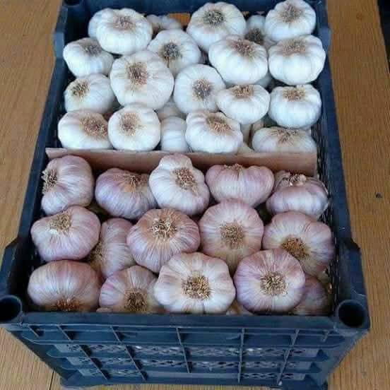Fresh Garlic