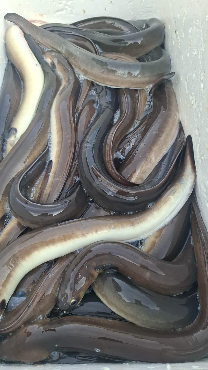 Bicolor eel