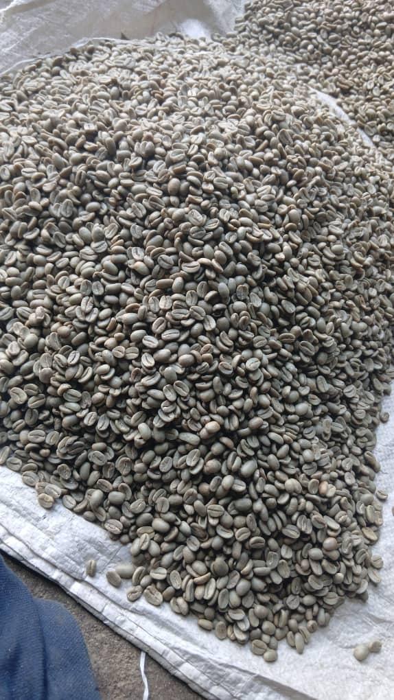 Washed Arabica Green Beans from Goroka, Papua New Guinea (Grade A, Grade B and Grade y), direct from plantation.