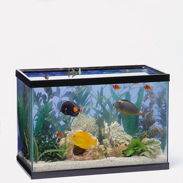 Top 9 Aquariums Accessories Suppliers in China in Quarter 4 of 2025
