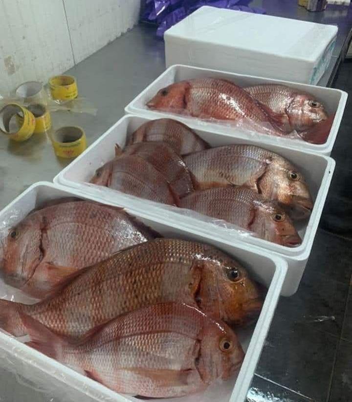 FRESH FROZEN SNAPPER PARGO 500g-1Kg MEDIUM SIZE EXPORT QUALITY SEAFOOD RED SNAPPER 15Kg Cartons FOR SALE