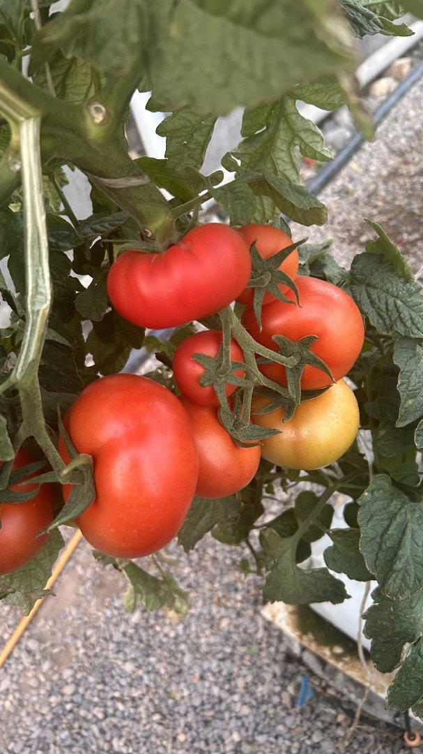 Greenhouse Tomatoes 2
