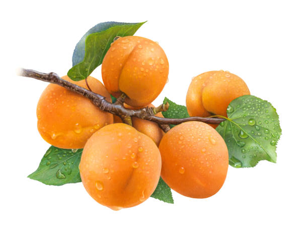 Top 10 Apricot Suppliers in Belgium in July 2025: Market Insights & Export Trends