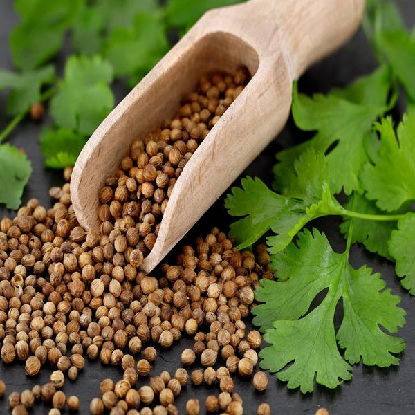 High Quality Bulk Dry Coriander Seeds – 100% Natural Premium Grade Coriander Seeds for Seasoning, Food Processing, Spice Blends, Oil Extraction, Herbal Applications, Wholesale Distribution, Private Label Packaging, Fast International Delivery, and Trusted Global Supplier Services