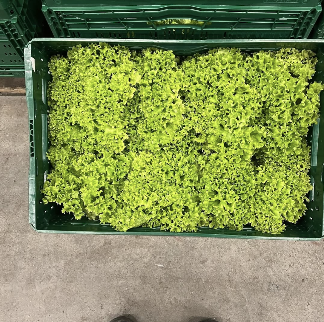 PREMIUM Fresh Healthy Lettuce – Premium Quality Green Lettuce Sourced From Trusted Growers (10 Heads per Box)