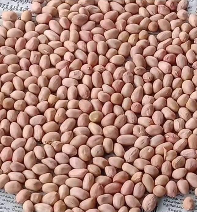 Blanched Peanuts Image 1