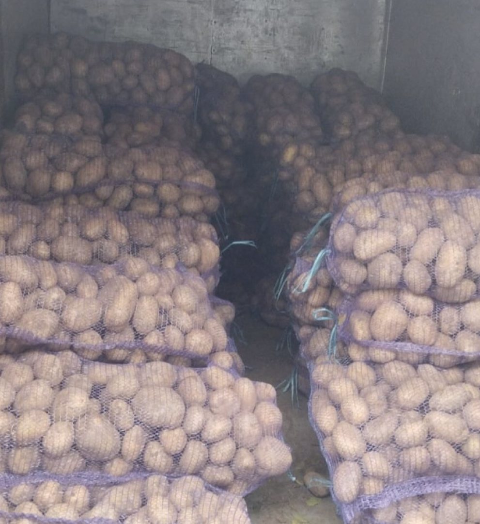 Buy Fresh Irish Potatoes – Large Size | Cleaned Irish Potatoes & Export Ready 10kg & 20kg Mesh Bags
