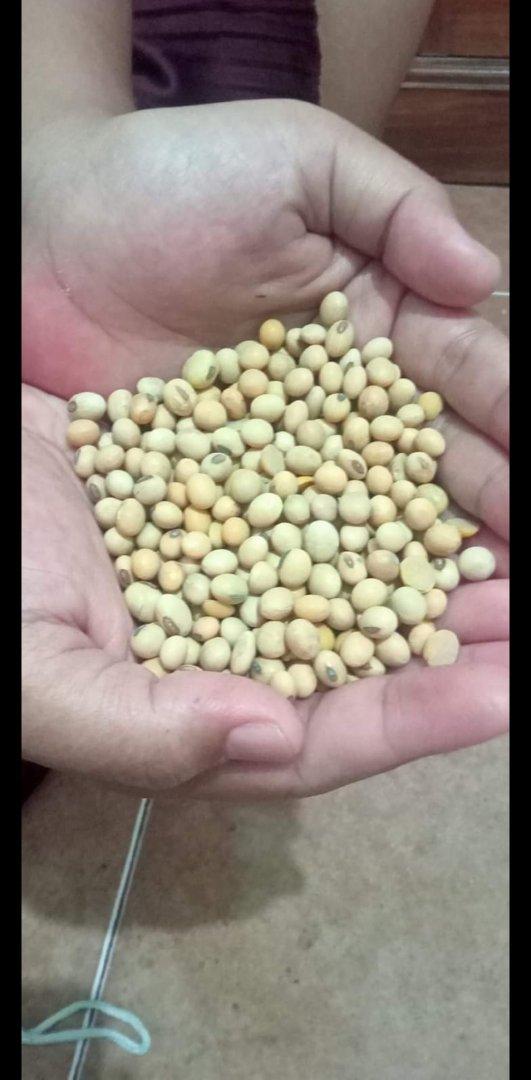 Discover the Top 5 Soybean suppliers in Thailand - 2