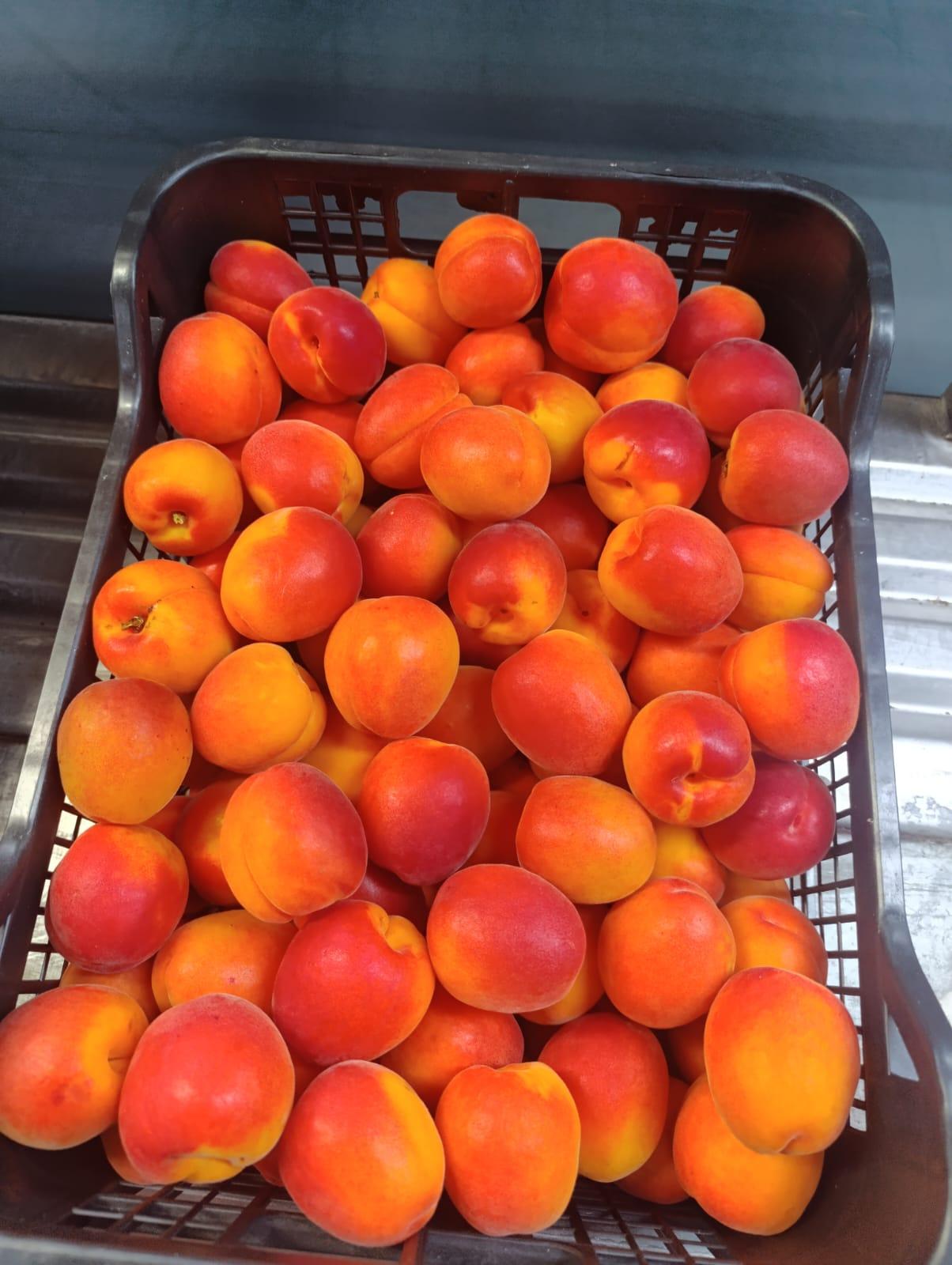 Apricots