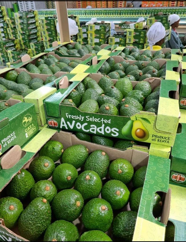 Hass Avocados from Kenya