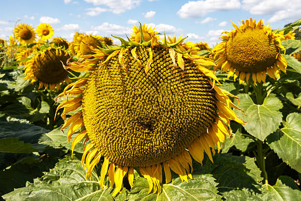 A Comprehensive Guide to Sourcing High-Quality Sunflower: Top 8 Sunflower Suppliers in Egypt in Quarter 3 of 2025