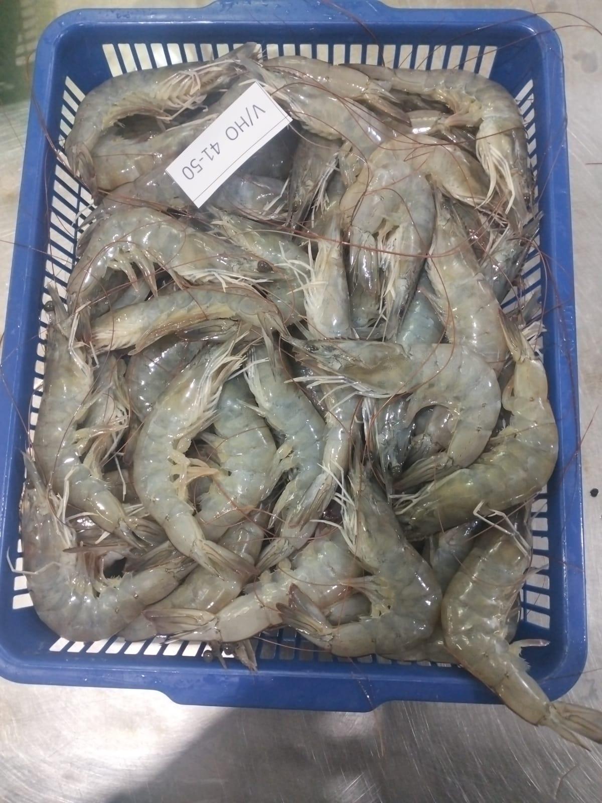 Vannamei shrimp