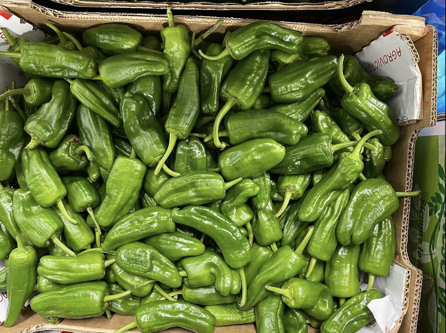 SUPERIOR FRESHNESS RICH FLAVOR CAPSICUMS GREEN,RED AND YELLOW PAPRIKA EXPORT QUALITY FOR FOOD PREPARATION 10Kg PACKS – product thumbnail, market insight supplier card