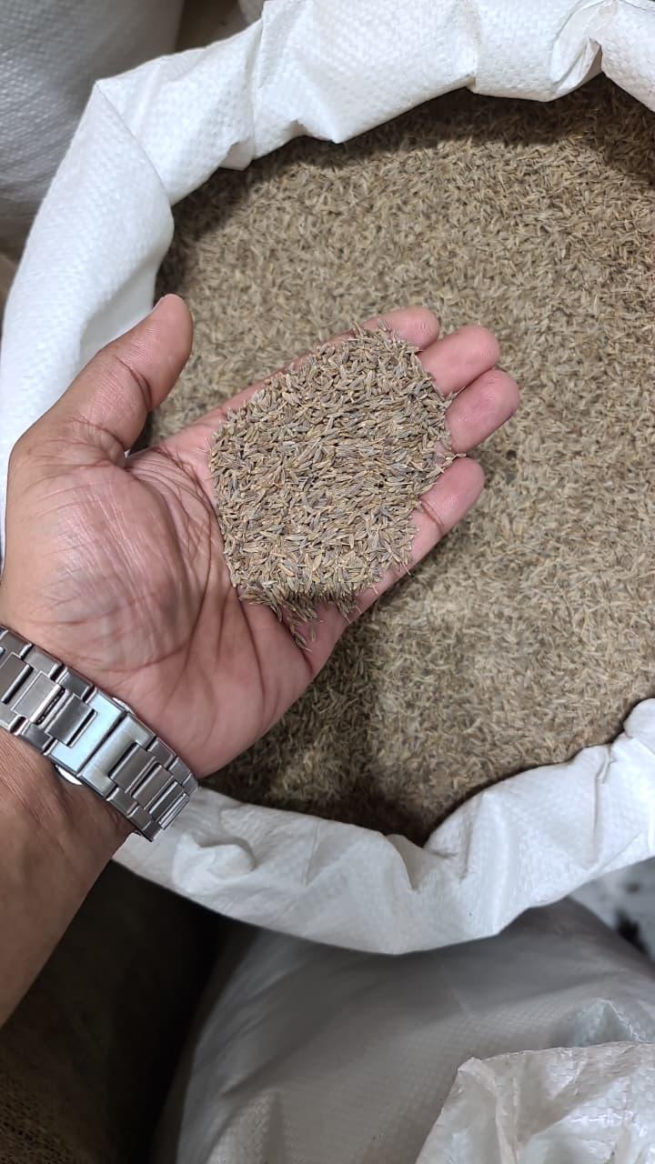 Cumin Seeds