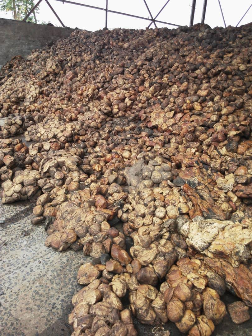 Natural Rubber Extraction