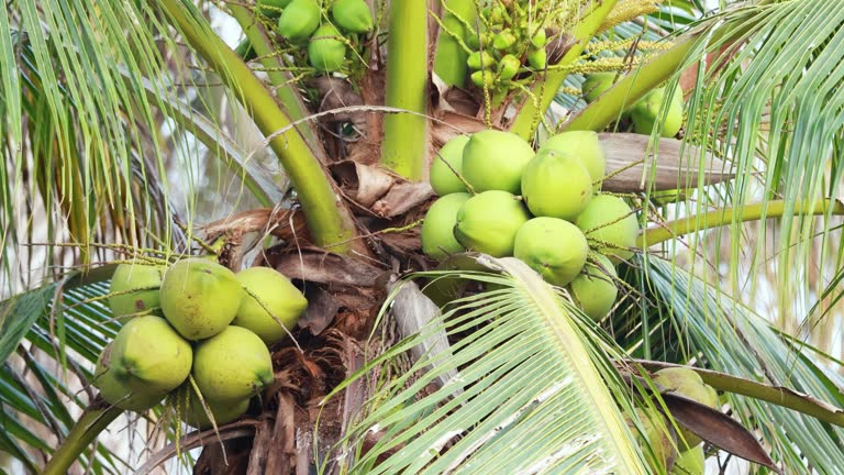 Top 9 Coconut By Products Suppliers in South Africa in Year 2025