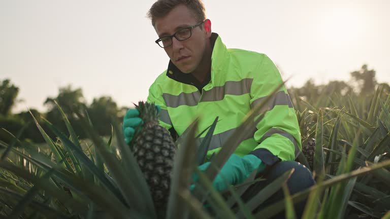 Your Expert Guide to Procuring Top-Tier Pineapple: Top 10 Pineapple Suppliers in Vietnam in Year 2025