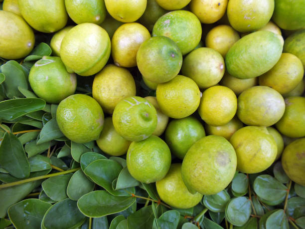 Your Expert Guide to Procuring Top-Tier Lemon: Top 6 Lemon Suppliers in South Africa in August 2025