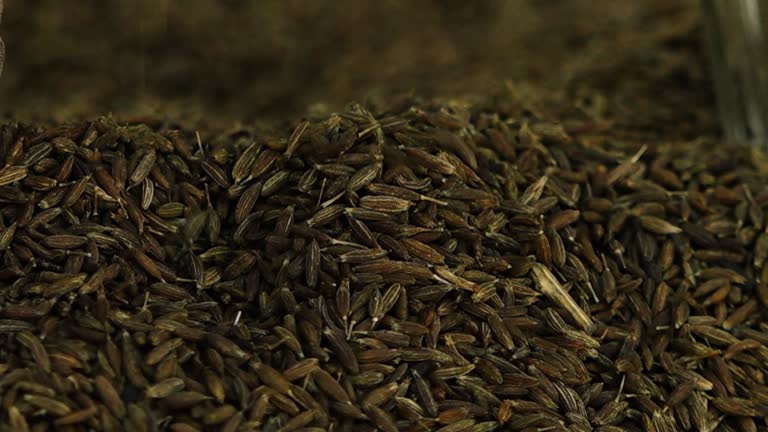 Top 8 Cumin Seeds Suppliers in Germany in Quarter 3 of 2025