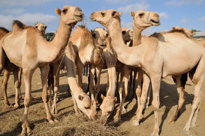 Camel herd