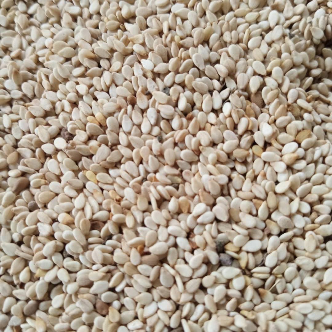Sesame Seed