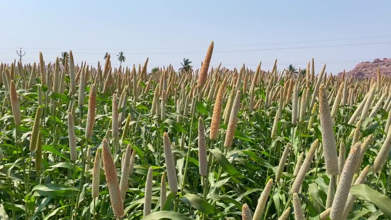 Top 5 Millet Suppliers in Malaysia in Quarter 3 of 2025: Urgent Market Update