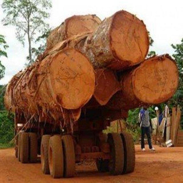 Wholesale Custom Teak Wood Logs Pine and Red hard wood/Hot Sales eucalyptus wood log with cheap price for World market