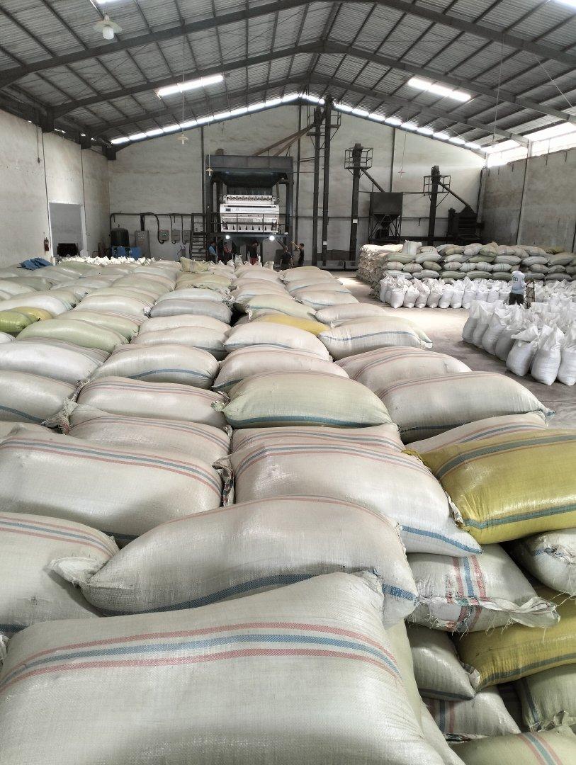 Sumatra Robusta Coffee Beans