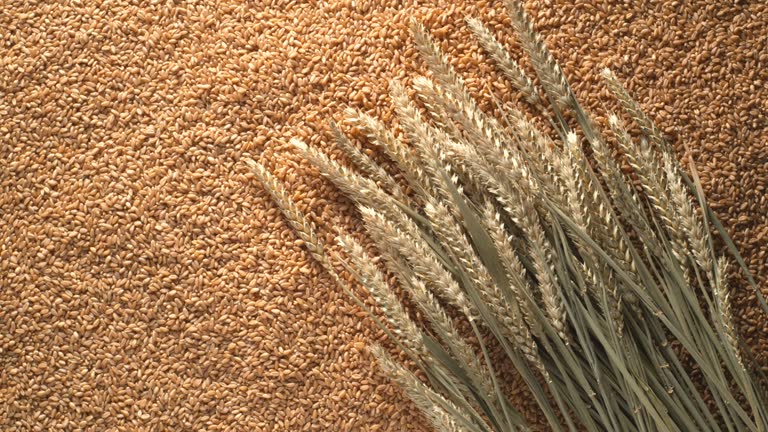 Top 4 Wheat Suppliers in Italy in Quarter 3 of 2025: Navigating a Shifting Grain Market