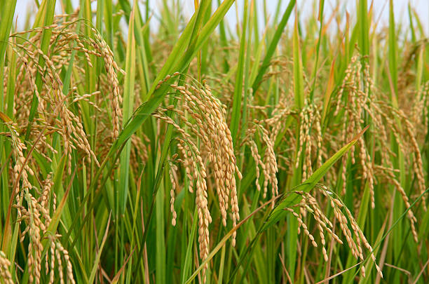 A Comprehensive Guide to Sourcing High-Quality Rice: Top 5 Rice Suppliers in Bangladesh in Quarter 2 of 2025