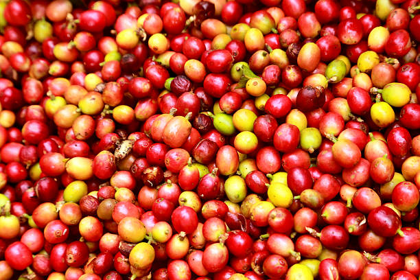 Top 7 Arabica Coffee Suppliers in United Arab Emirates in Year 2025