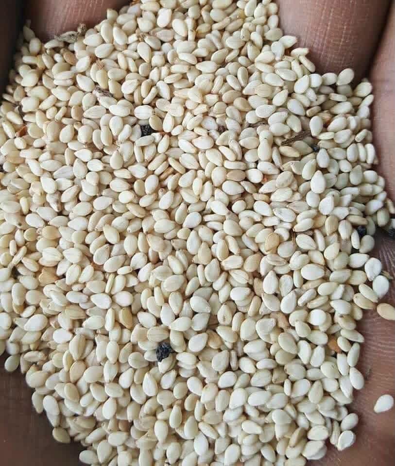 Sesame Seed