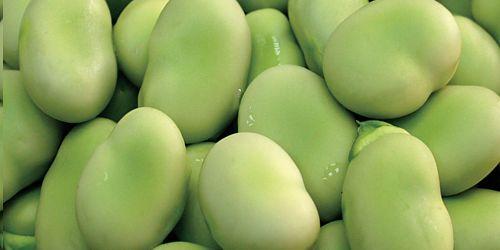 Get to Know the Top 6 Frozen Vegetables suppliers in Egypt - 3