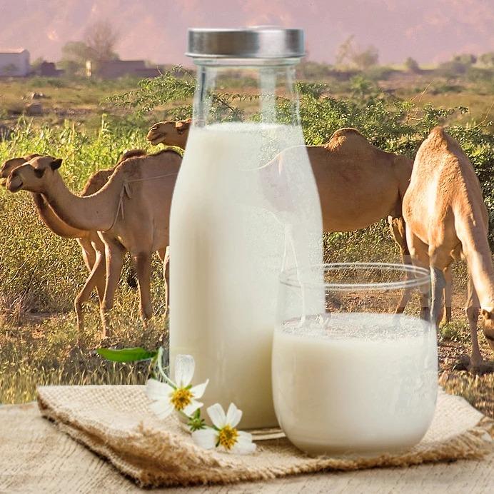 Bulk 1000kg milk powder /Camel Milk Powder /Sheep Milk Powder Available