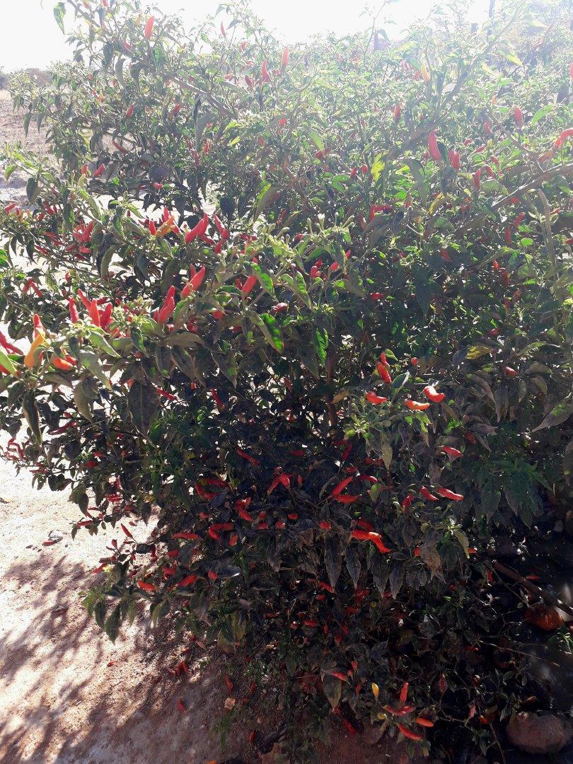 African Bird’s Eye chili (dried)