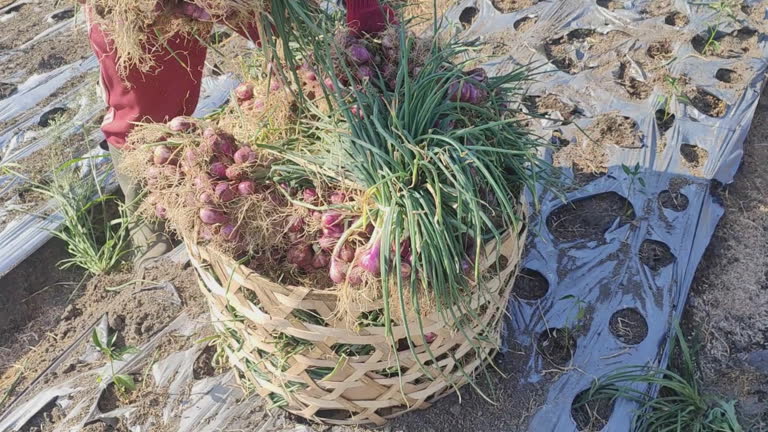 Top 9 Fresh Onion Suppliers in Germany in Year 2025