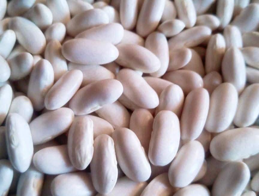 Egyptian White Kidney Beans