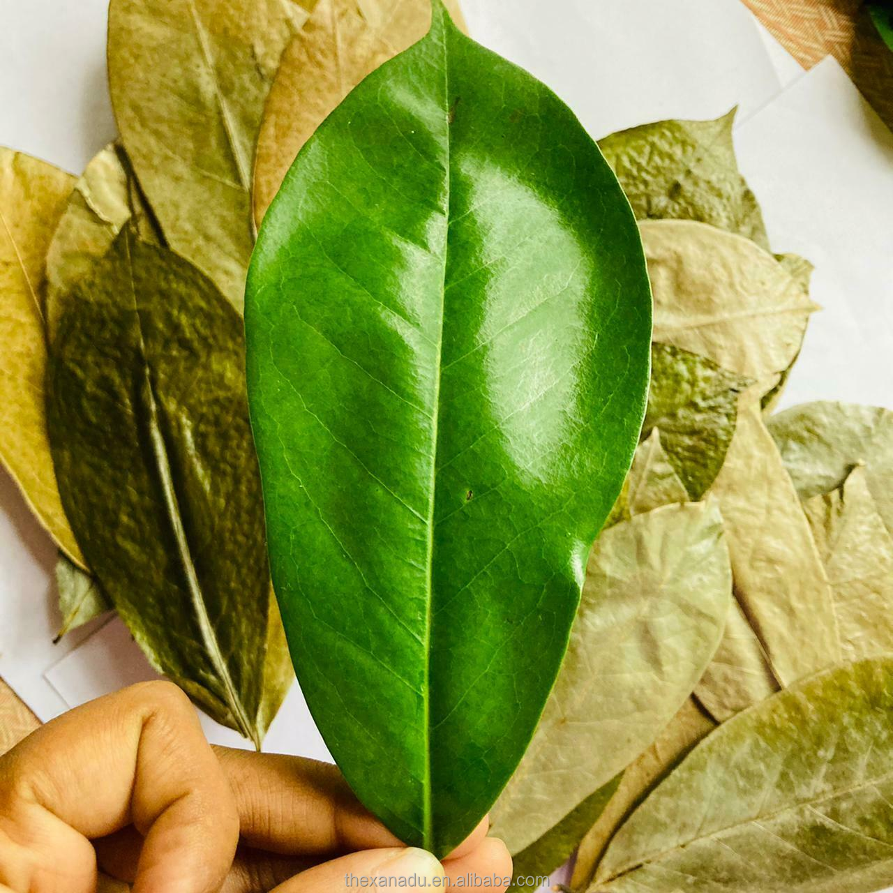 Tea & Tea Leaves