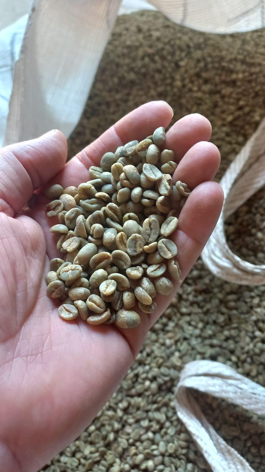 Arabica and Robusta coffee beans direct from Indonesia producers