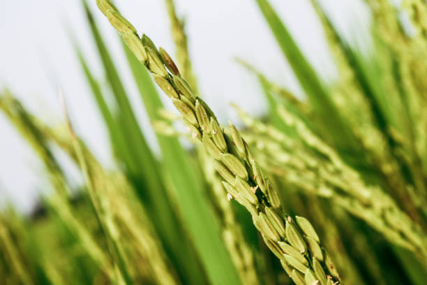 A Comprehensive Guide to Sourcing High-Quality Rice: Top 6 Rice Suppliers in Netherlands in Quarter 3 of 2025