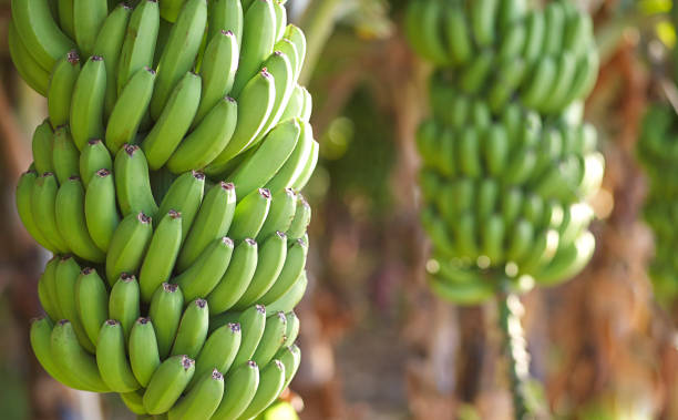 Your Expert Guide to Procuring Top-Tier Banana: Top 3 Banana Suppliers in Belgium in July 2025