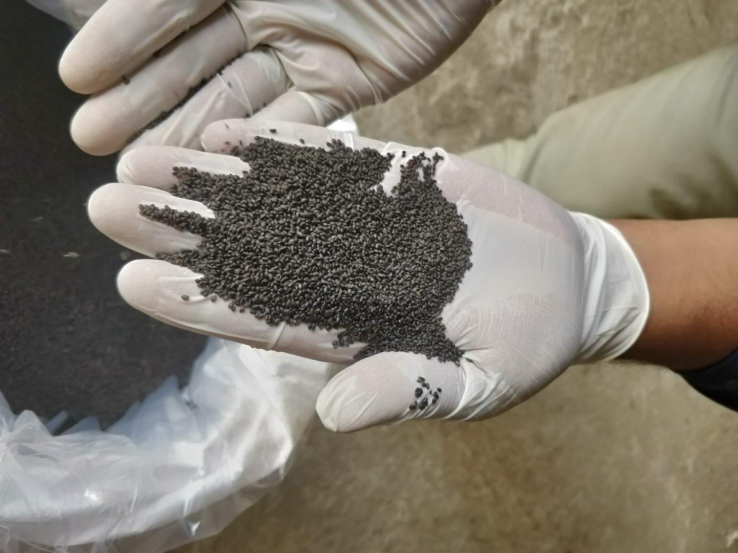 Lemon Basil Seed, Basil seeds, Raw Chia Seed, Basil Seed bulk supplier from india, Basil Seeds