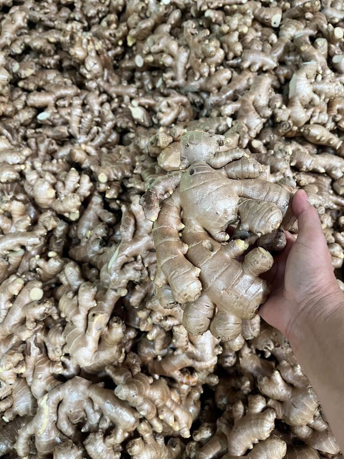 Premium Quality Fresh Ginger Root Wholesale Fresh Vegetables Ginger Bulk Stock At Wholesale Cheap Price