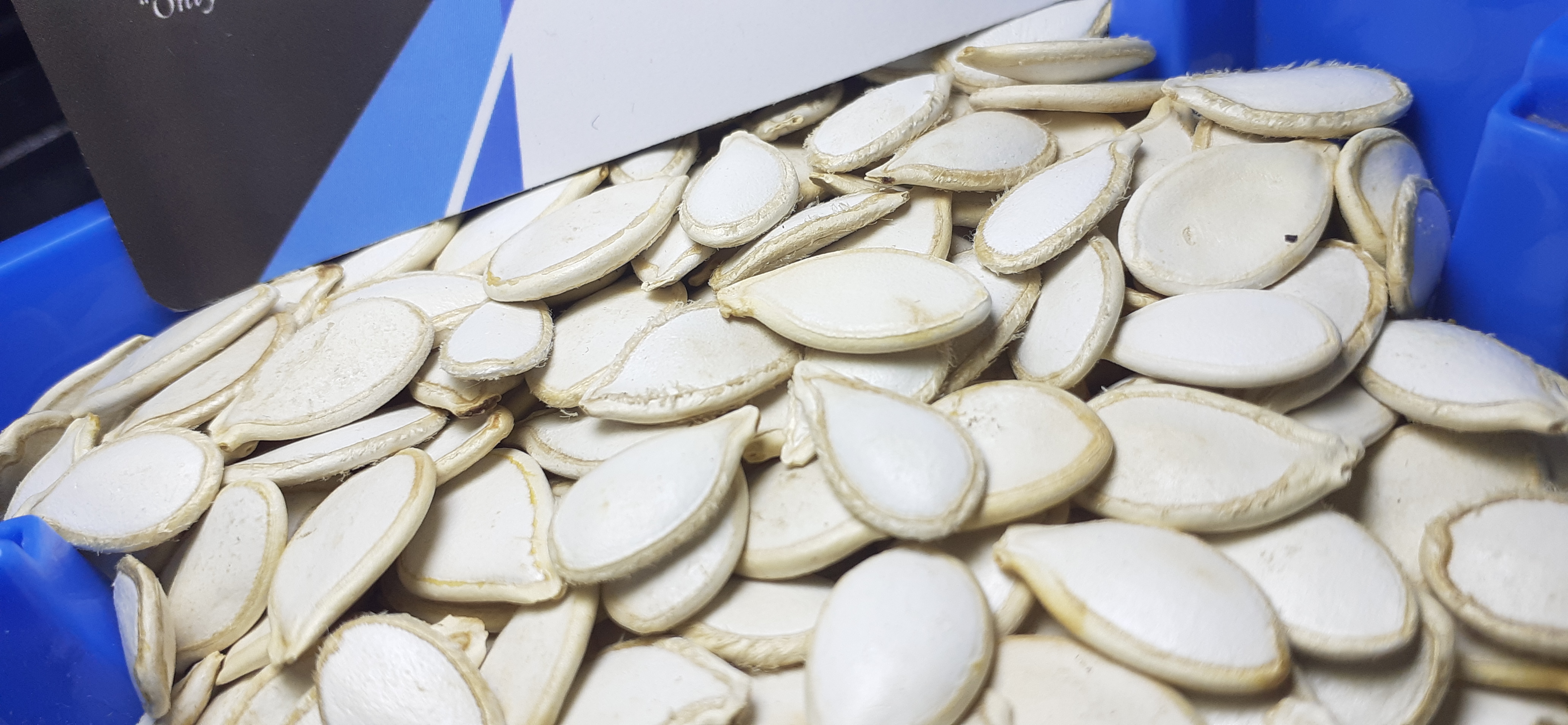 Pumpkin Seed