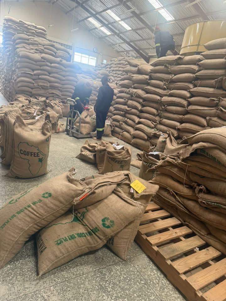 Arabica Beans - 4