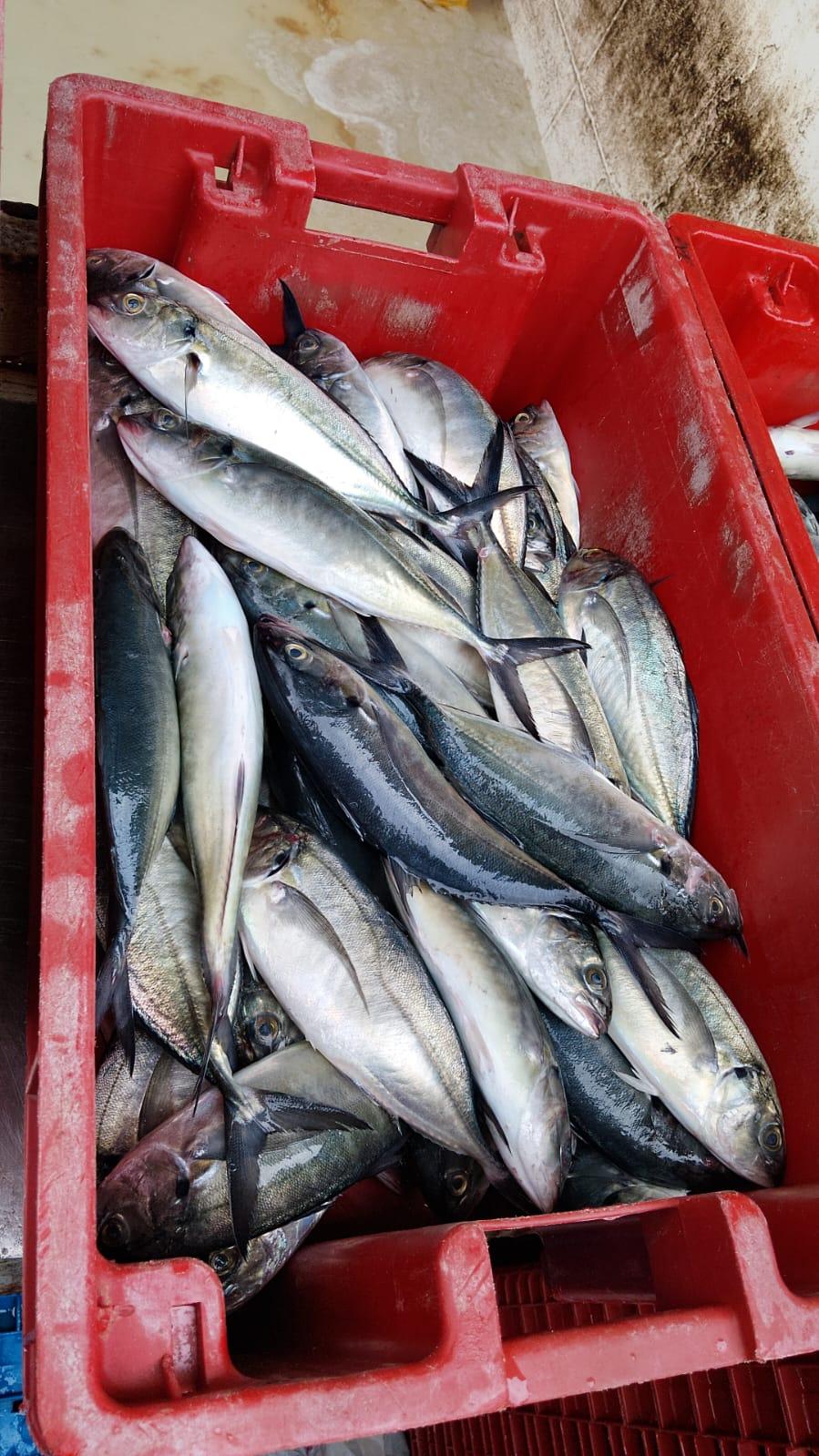 Frozen Mackerel Image 2