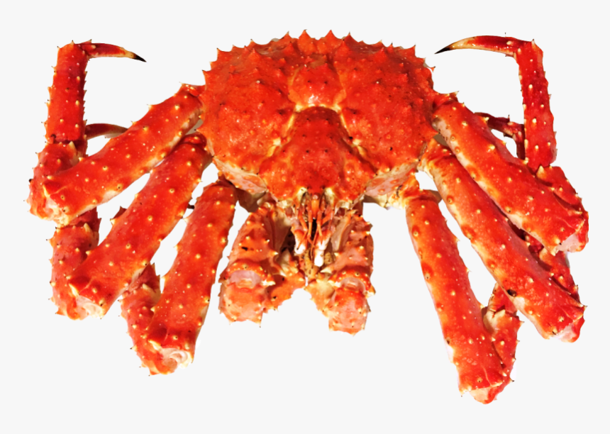 Premium King Crab Packaging