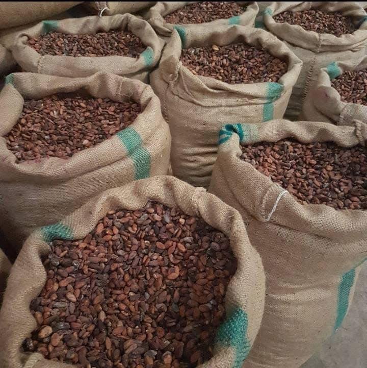 Premium Cocoa Beans